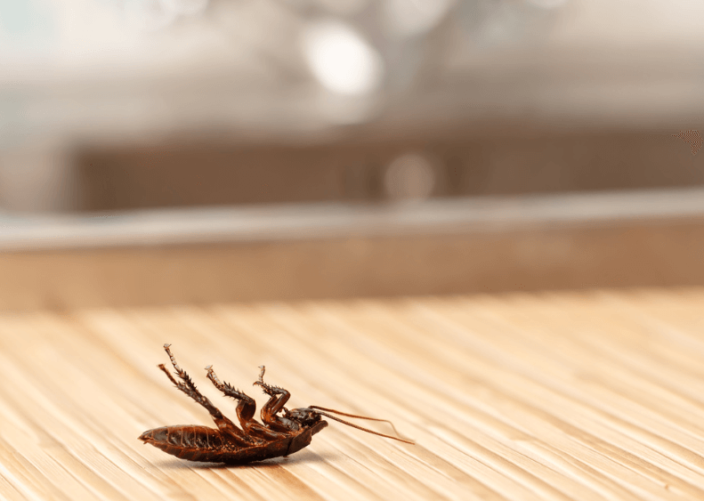 Cockroach